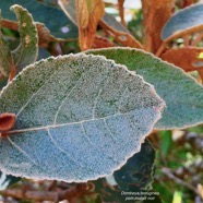 Dombeya ferruginea. petit mahot noir.( feuille face supérieure ) malvaceae.endémique Réunion Maurice. (1).jpeg